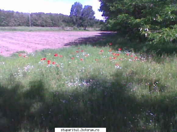 Pastoral salcam 1 - valy gudas - POZE