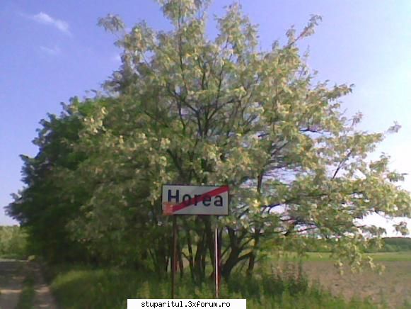 Pastoral salcam 1 - valy gudas - POZE