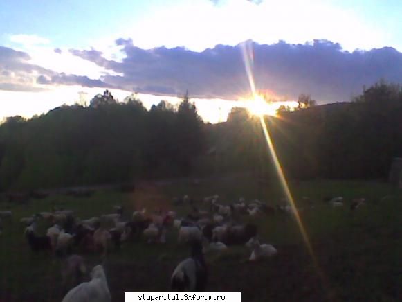 Pastoral salcam 1 - Un apus de soare la munte la prietenul meu la - POZE