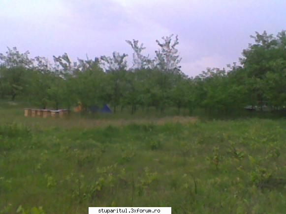 Pastoral salcam 1 - Va multumesc pt aprecieri.Eu sunt ff multumit am - POZE