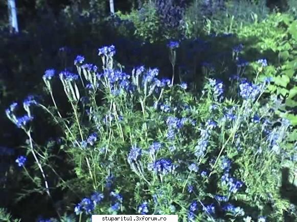 Pastoral salcam 1 - Facelia la mine �n stupină - POZE