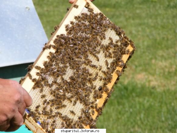 Pastrarea nealterata a rasei romanesti - Va rog sa-mi spuneti ce rasa de albine - RASE SI HIBRIZI DE ALBINE