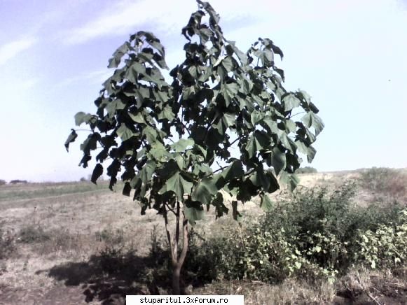 Paulownia - Paulownia tomentosa, in al treilea an de la - BAZA MELIFERA - PLANTE , ARBUSTI , ARBORI