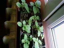 Paulownia - Paulowniile mele de anul asta arata binisor.Am - BAZA MELIFERA - PLANTE , ARBUSTI , ARBORI