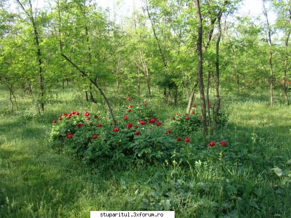 Pe langa Piatra Neamt - tot la rapita in padure - POZE