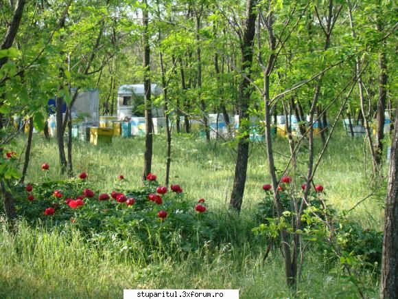 Pe langa Piatra Neamt - kmkm - POZE