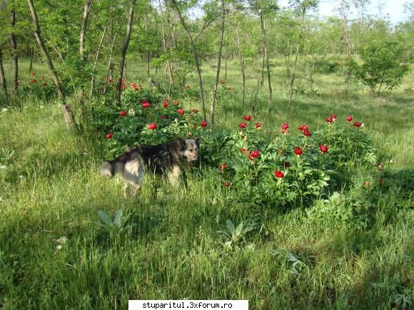 Pe langa Piatra Neamt - kmkm - POZE