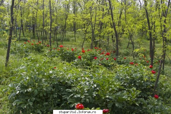 Pe langa Piatra Neamt - sunt bujori salbatici intr-o padure de salcim - POZE