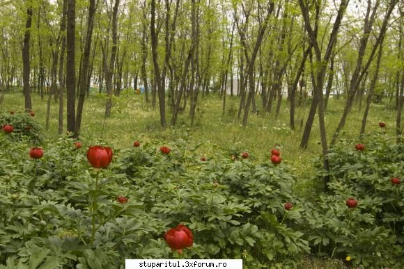 Pe langa Piatra Neamt - mosneagu - POZE