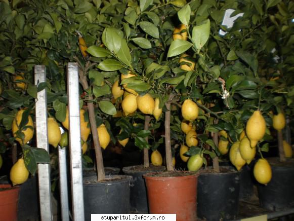 Piacenza - partea de horticultura a targului - POZE