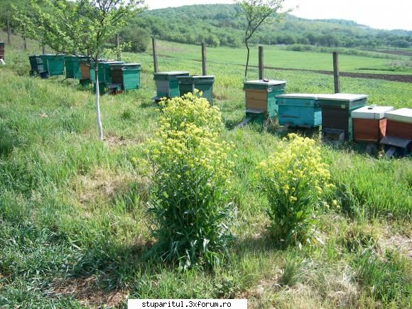 Picioare rabatabile, pentru stupi. - Primele 10 lazi, le-am avut pe fier de - ECHIPAMENTE SI UTILAJE APICOLE