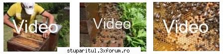 Poate niste nemti...Sunt la moda,nu? 4 VIDEO - Asa , dupa arabi ,mai schimbam...sa - VIDEOCLIPUL SAPTAMANII