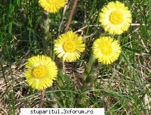 Podbalul - Salutare! Prin zona unde tin albinele au inceput - BAZA MELIFERA - PLANTE , ARBUSTI , ARBORI