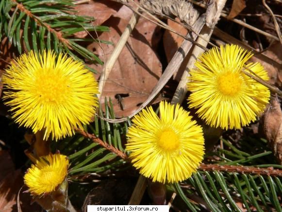 Podbalul - sebydinlivada - BAZA MELIFERA - PLANTE , ARBUSTI , ARBORI