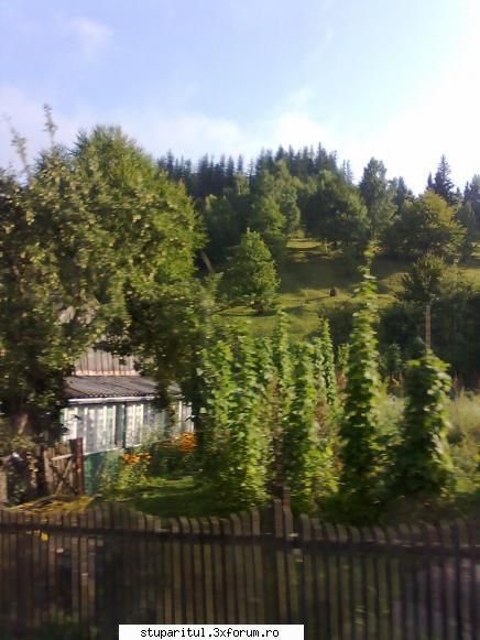 Porumb - Cine isi recunoaste pavilionul care mi a - BAZA MELIFERA - PLANTE , ARBUSTI , ARBORI