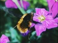 Povesti surprinzatoare cu albine - Albinele au culori preferate Cercetătorii - DISCUTII APICOLE DIVERSE