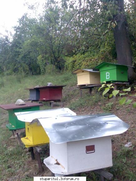 Poze din micuta mea stupina - gigi_malaianu - PROBLEME IN FOLOSIREA FORUMULUI