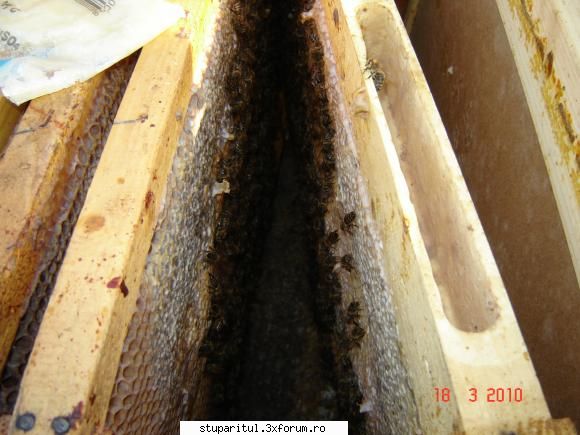 Poze igi - Papica destula in orizontal - POZE