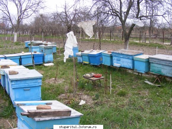 Poze targul Faget 2008 - Lucian Raban si stupina sa_2 - POZE