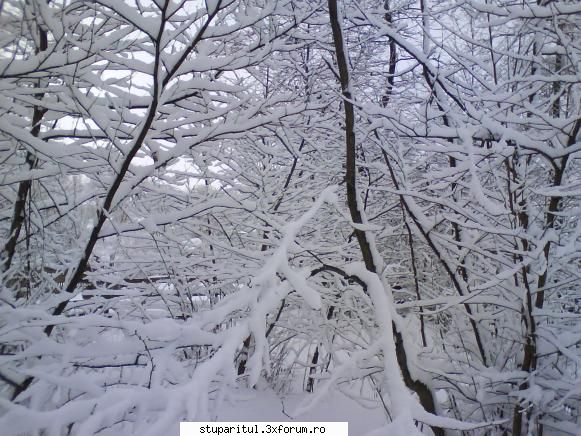 Pozele lui Bunka!! - Afara era cam asa, .. oricum albinele erau in - POZE
