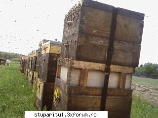 Pozele lui Bunka!! - trei caturi pline...cu miere binenteles, doua de - POZE