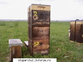 Pozele lui Bunka!! - in general am folosit una medie 10 rame si un cat - POZE