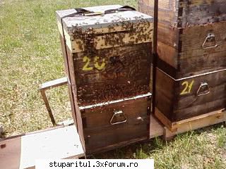 Pozele lui Bunka!! - si din fata.. asta e neajutat, asa cum l-am bagat - POZE