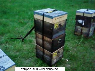 Pozele lui Bunka!! - si rezultatul...puiet cam 16 rame, spatiu pt - POZE