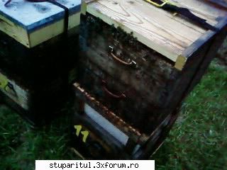 Pozele lui Bunka!! - cuib dadant, matca nu a urcat in caturi, 2 caturi - POZE