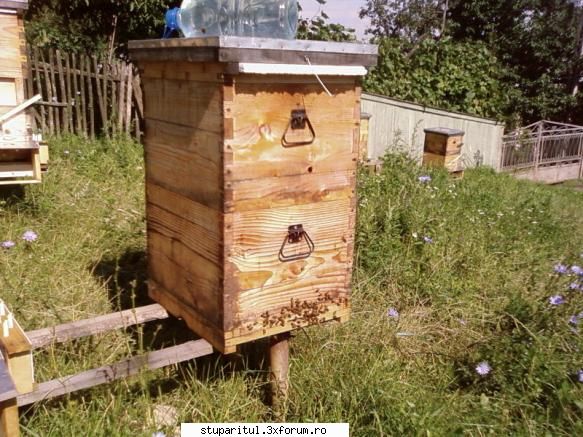Pozele lui Bunka!! - Un stup pe 2 corpuri 1/1, fund cu plasa, aerisire - POZE