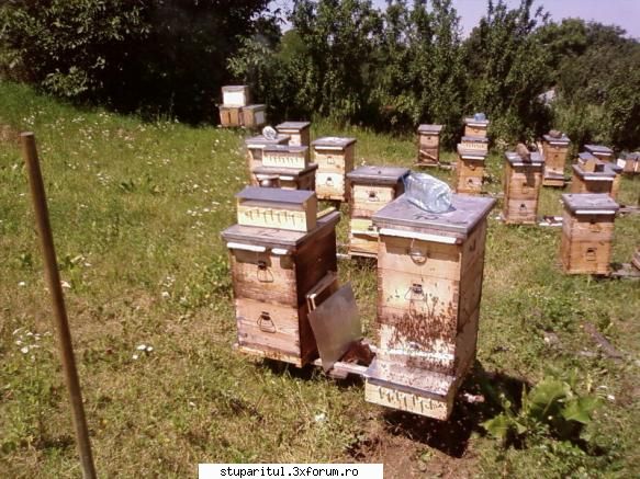 Pozele lui Bunka!! - Experimentul Schnellgrove!! Corpul 1 si cat - POZE