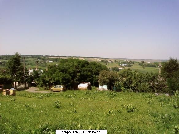 Pozele lui Bunka!! - Facelia e acolo la orizont sub padure! Trebuia sa - POZE