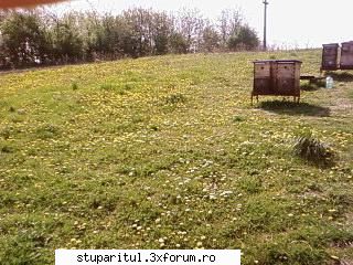 Pozele lui Bunka!! - Papadie pe campie! =D - POZE