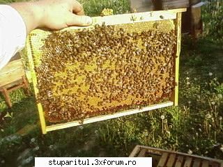 Pozele lui Bunka!! - puiet lucratoare - POZE
