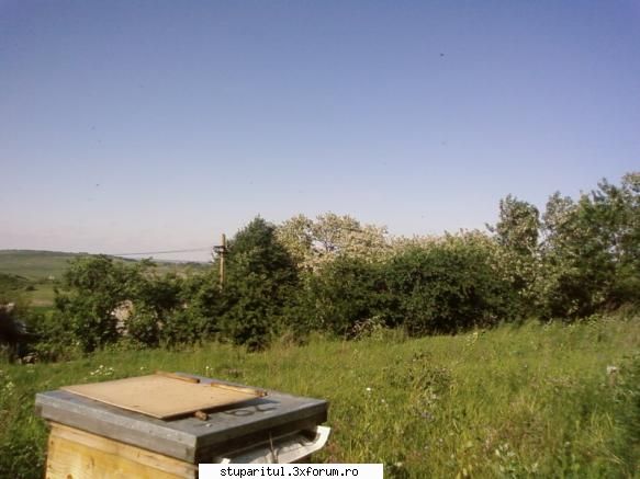 aici se vede mai copac din alta vede ca are coroana alba...bun salcam anul asta!!! pozele lui