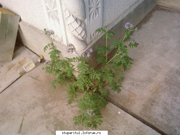 Pozele lui Bunka!! - planta din coltul casei a facut flori multe..daca - POZE