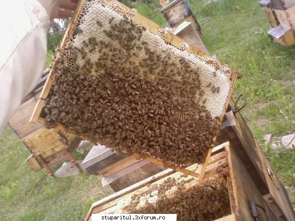 Pozele lui Bunka!! - BUNKA - POZE