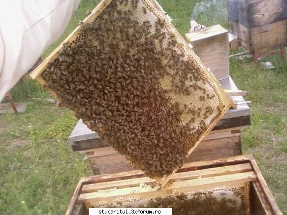 Pozele lui Bunka!! - Seminte am luat anul asta de la domnul Sandu...il - POZE