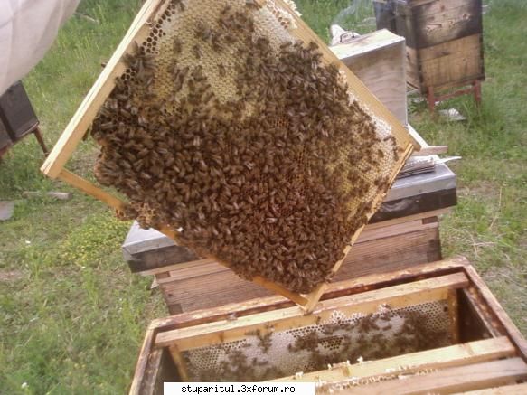 Pozele lui Bunka!! - Planta e supercalumea insa trebuie sa le ai nitel - POZE