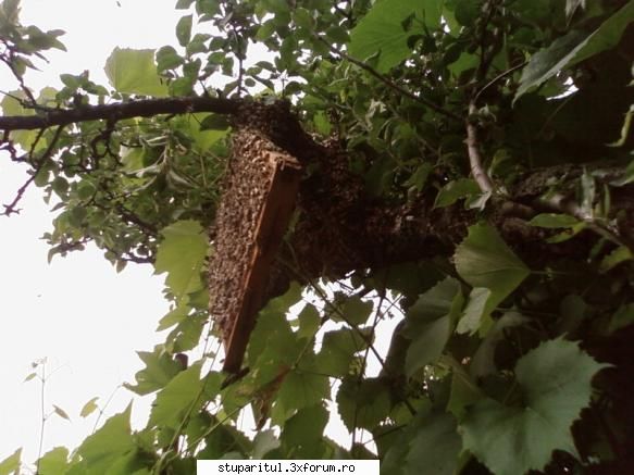 Pozele lui Bunka!! - Am avut si eu un roi natural anul asta...un roi - POZE