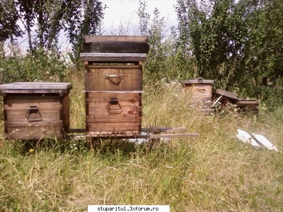 Pozele lui Bunka!! - Urmatoarea schema a fost sa-i bag folie, la - POZE