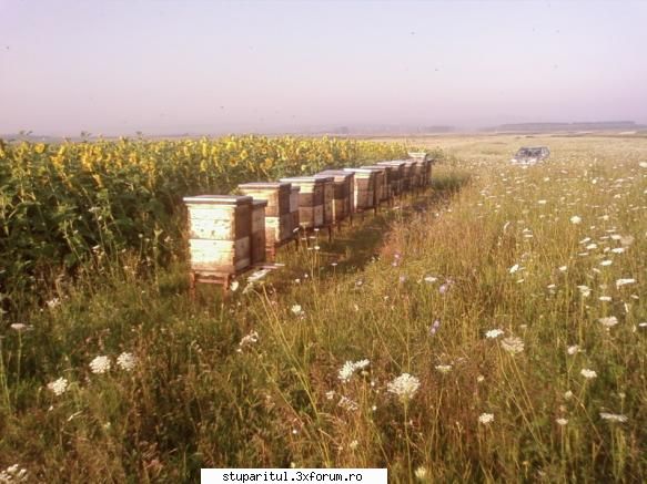 Pozele lui Bunka!! - Floarea Soarelui 2009, lunca Siretului..."orasul" - POZE