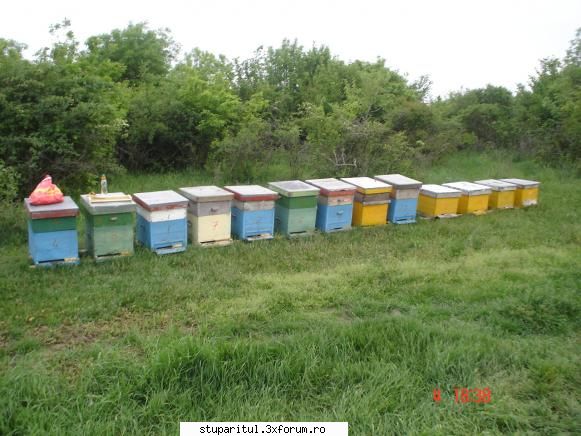 Pozele lui FreeCristian - si au rezultat 4 roi din toti stupii - POZE
