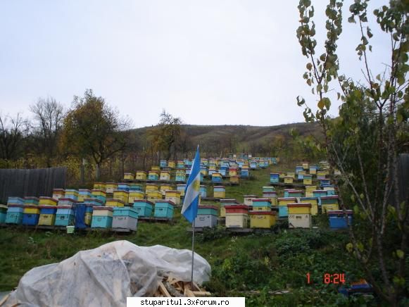 Pozele lui FreeCristian - stupina dansului - POZE