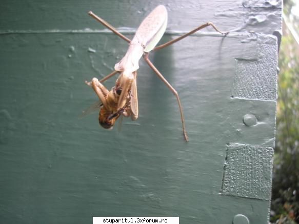 Praying Mantis - AndreiRN - BOLI SI DAUNATORI - TRATAMENTE