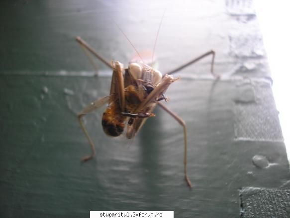 Praying Mantis - Dar una nu face mari pagube - BOLI SI DAUNATORI - TRATAMENTE