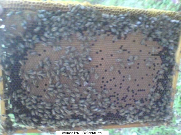 Preparate din propolis. - poza la ora actuala - TRATAMENTE NATURISTE PENTRU ALBINE SI STUPARI