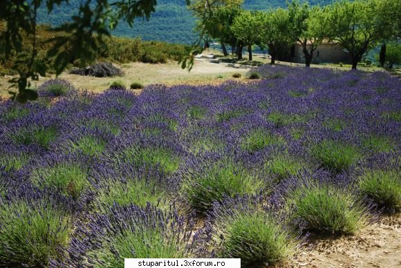 Pretul mierii - miere lavanda franta-14euro - REZERVAT MEMBRILOR "STUPARITUL"
