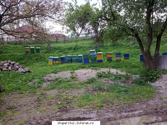 Prezentare - coloniile la prun in 2010 prun 15 Kg medie extrasa - PAGINI PERSONALE ! CINE SUNT EU ?