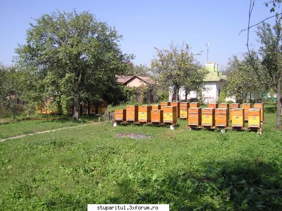 Prezentare Mihai Duta - Mishu05 - 20 in dreapta, 5 in stanga, in spatele - PAGINI PERSONALE ! CINE SUNT EU ?